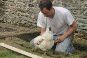 Chicken with Dave - Brittany Holiday Cottage