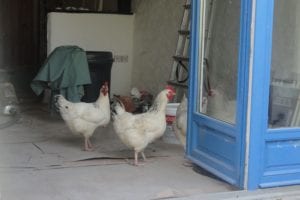 Chickens in Hayloft - Brittany Holiday Cottage