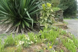Lily ot Valley - Brittany Holiday Cottage