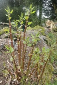 Triffid - Brittany Holiday Cottage